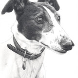 Greyhound - Art Card